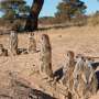 Meerkats Use Vocal Calls for Social Bonding in Kalahari