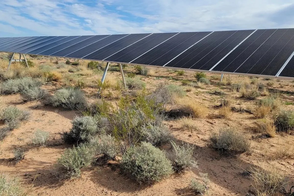 Solar Farm Boosts Rare Desert Plant Population Near Las Vegas